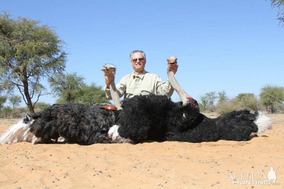 Hunting Ostrich Namibia