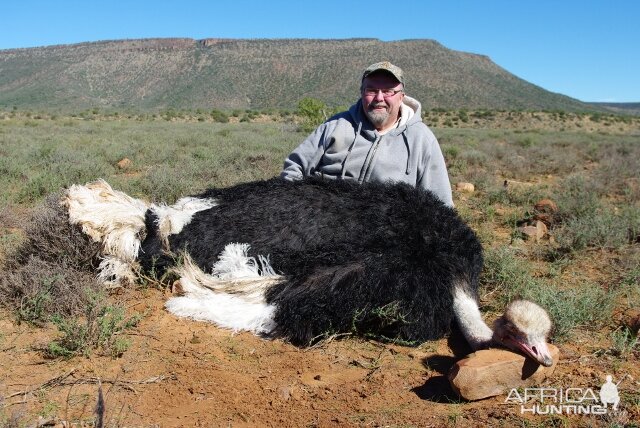 Hunting Ostrich South Africa