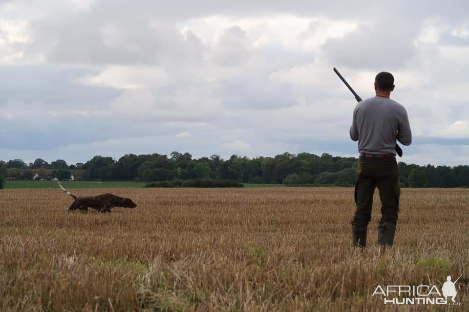 Hunting over a Pointing dog