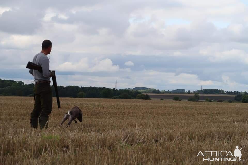 Hunting over a Pointing dog