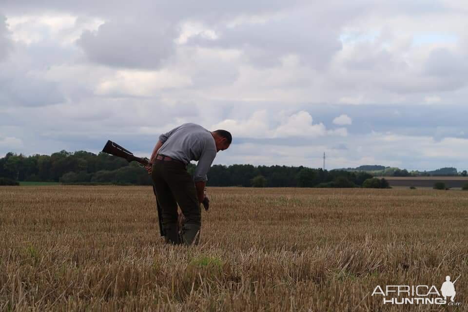 Hunting over a Pointing dog