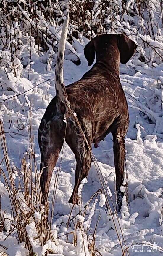 Hunting over pointing dogs | AfricaHunting.com