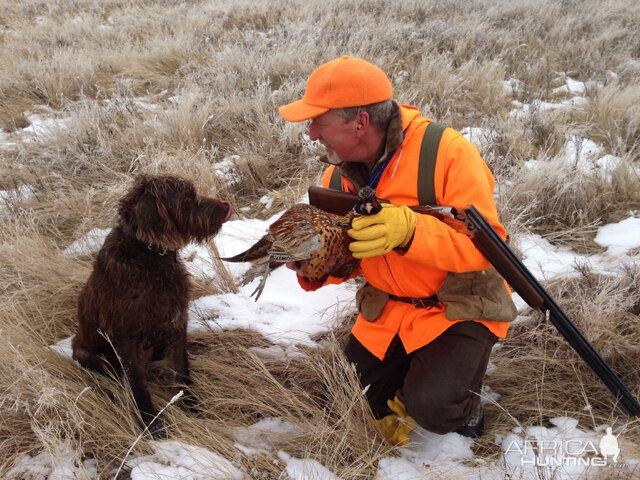 Hunting Pheasant in Canada