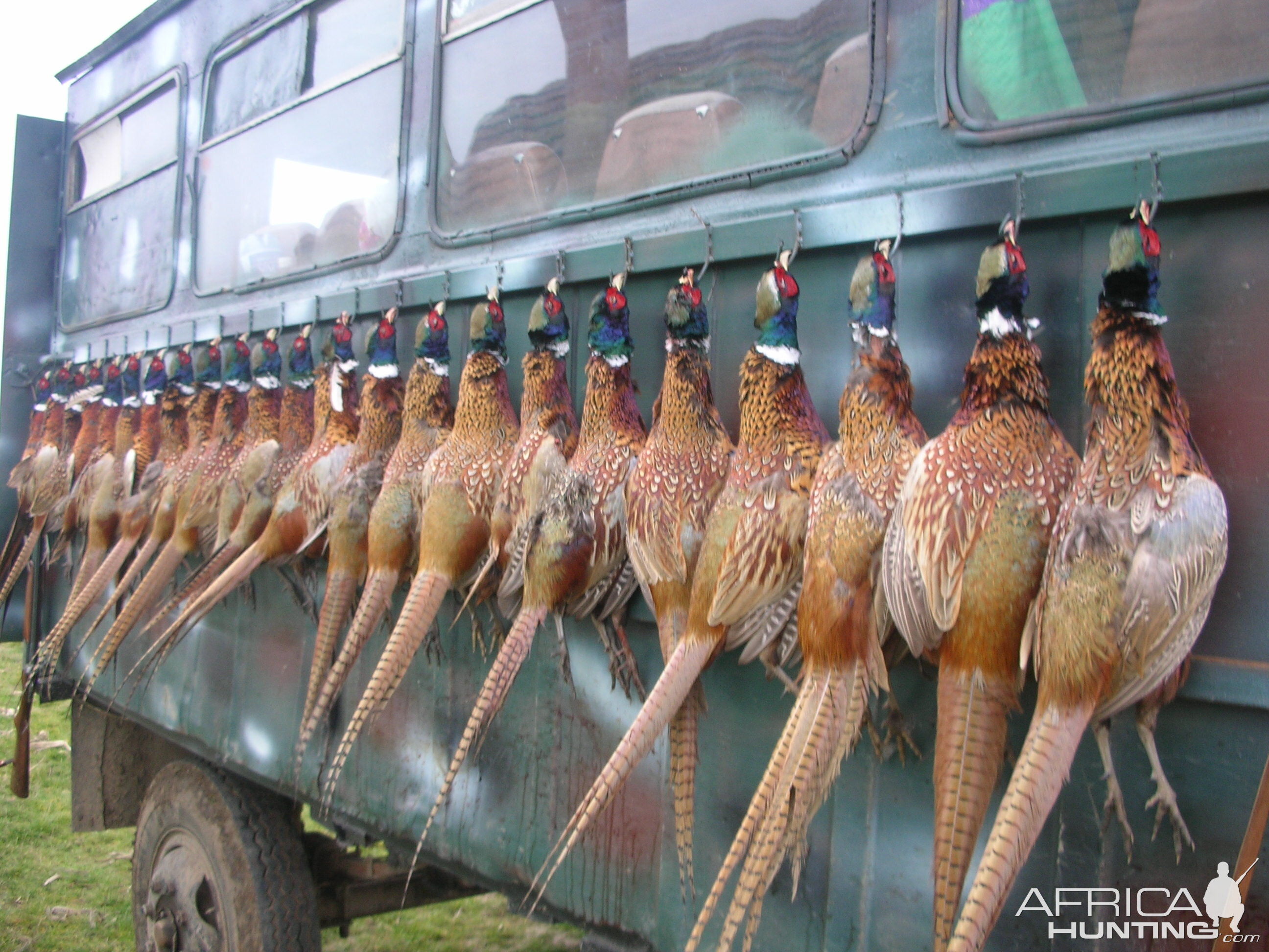 Hunting Pheasant Romania