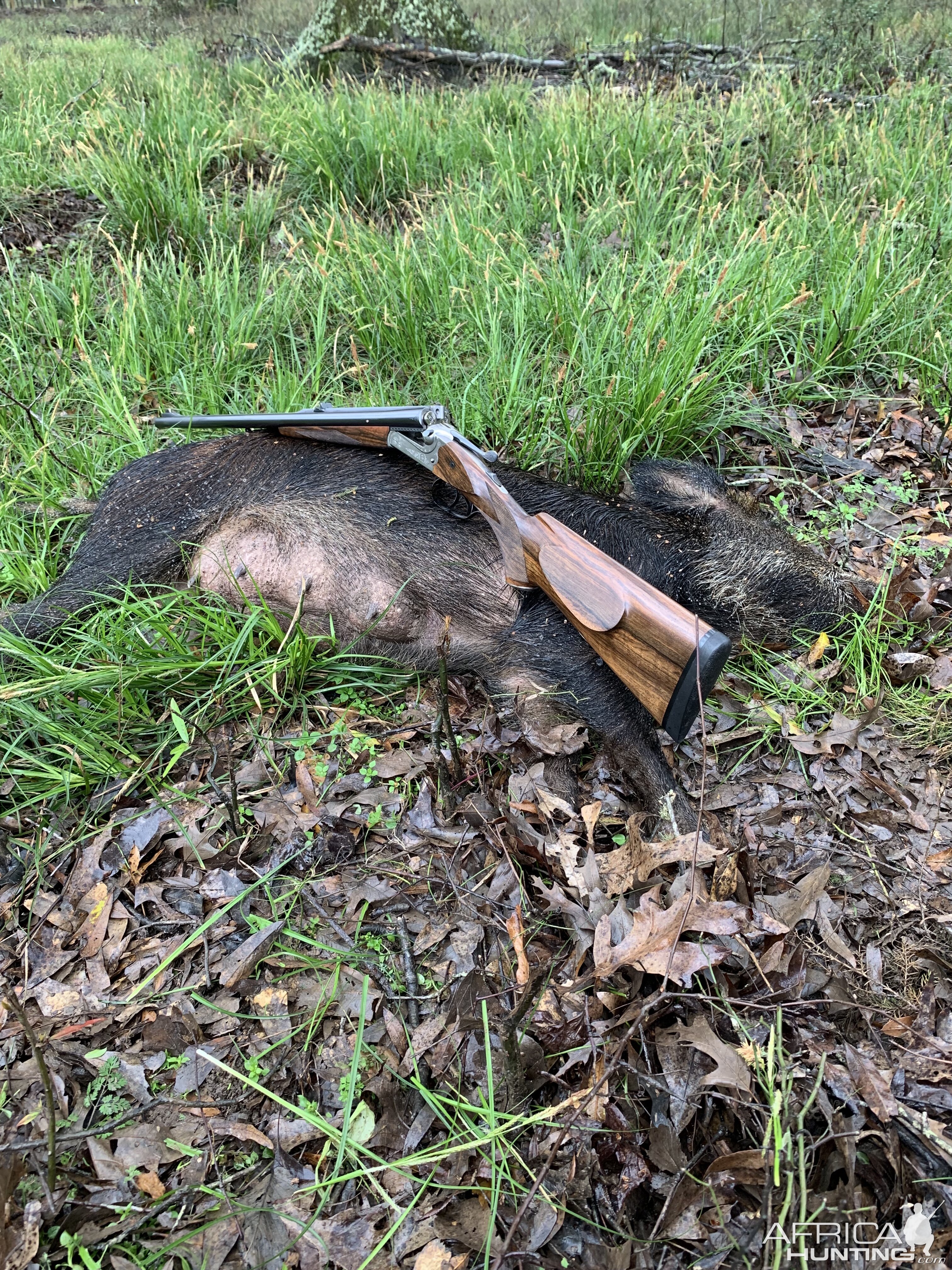 Hunting Pig in USA