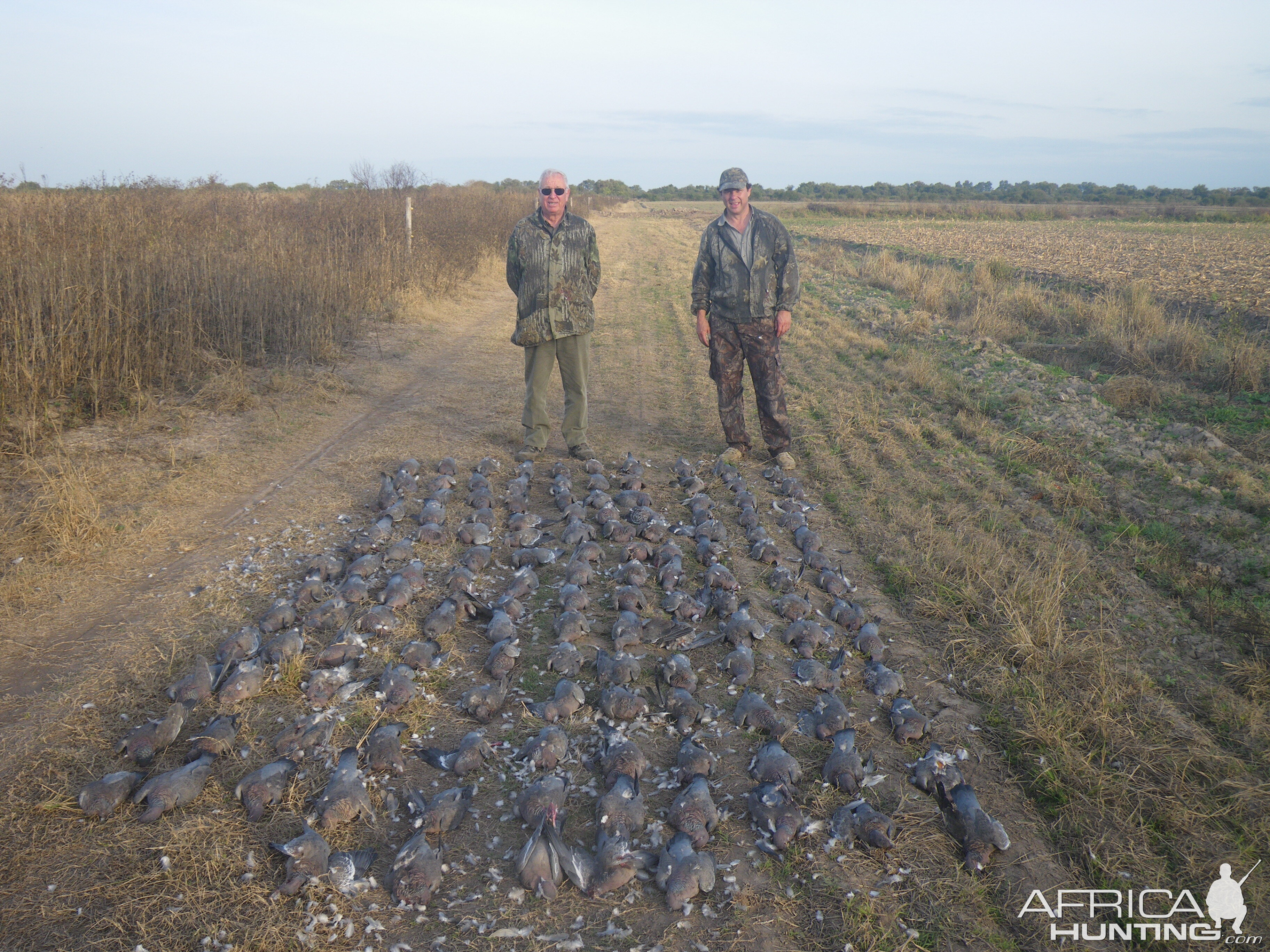 Hunting Pigeon in Argentina