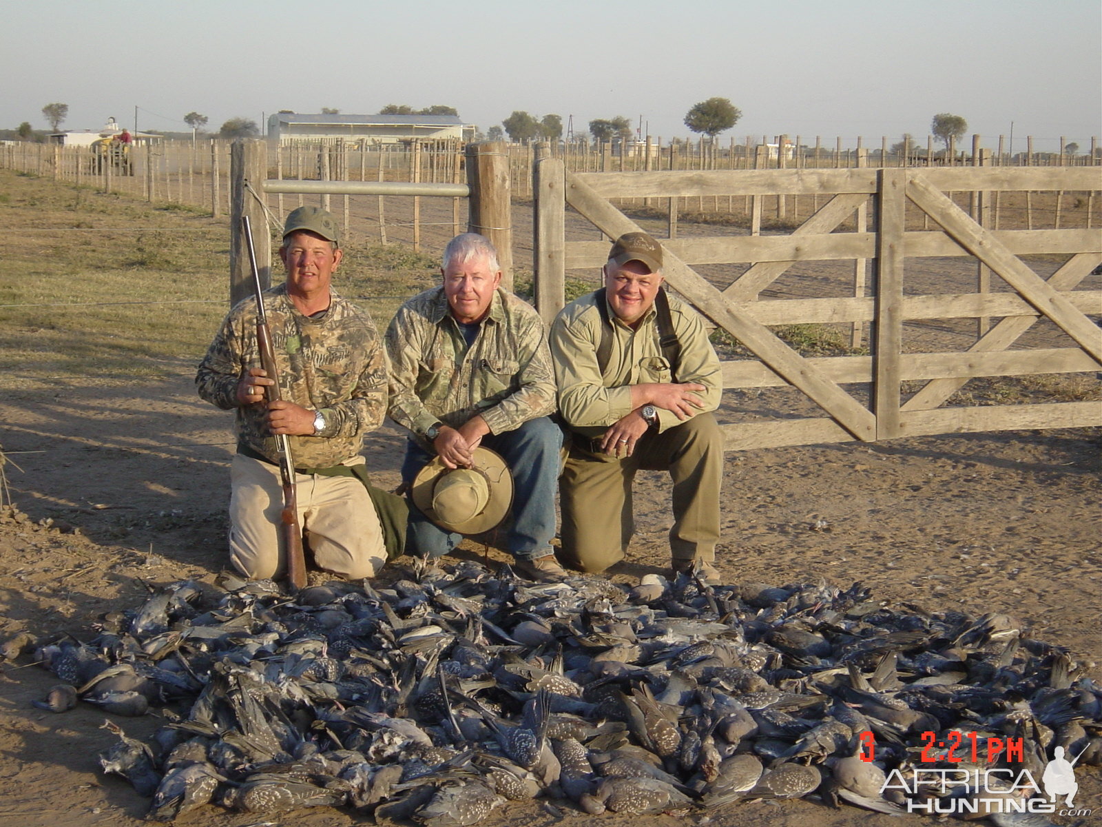 Hunting Pigeon in Argentina