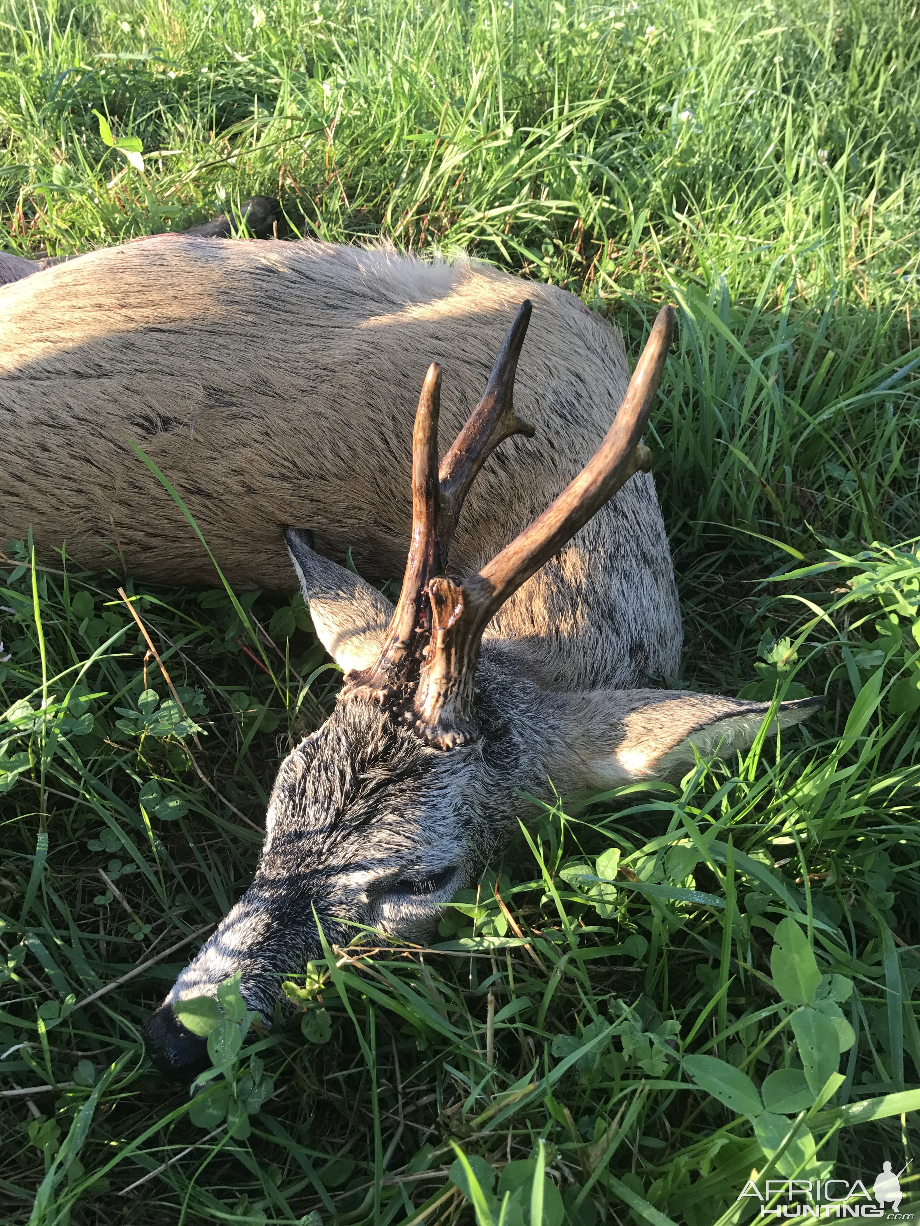 Hunting Poland Roe Buck