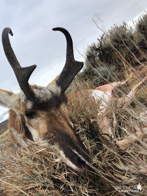 Hunting Pronghorn Antelope in Colorado USA