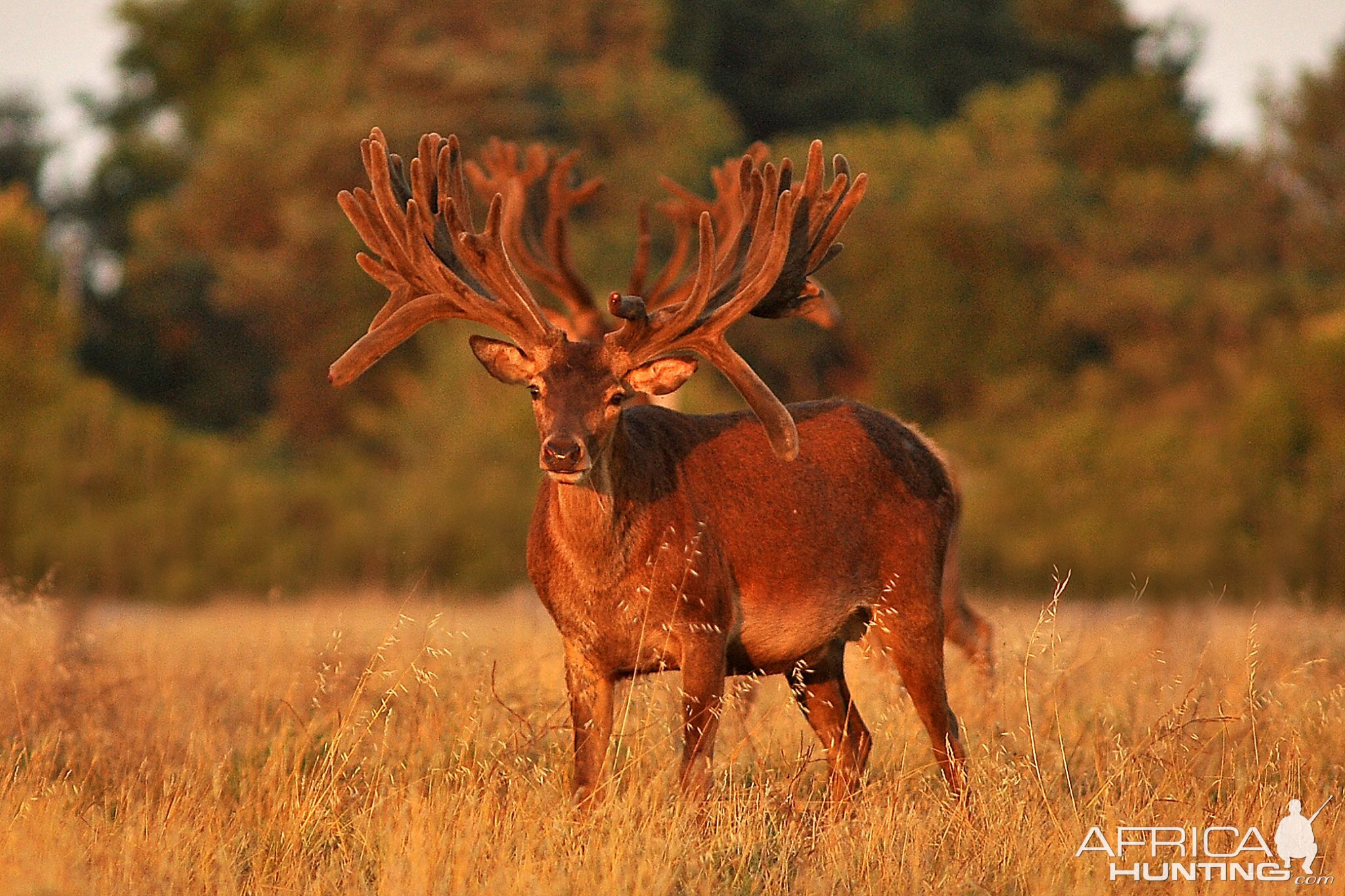 Hunting Red Deer France