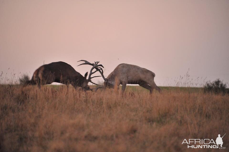 Hunting Red Deer France