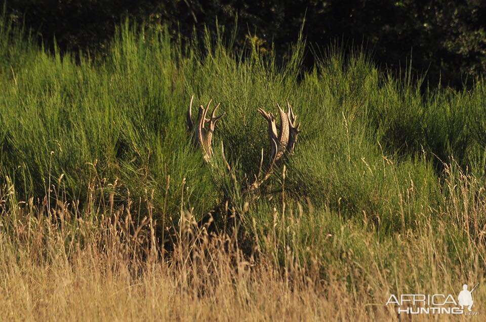 Hunting Red Deer France