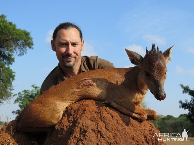 Hunting Red Duiker