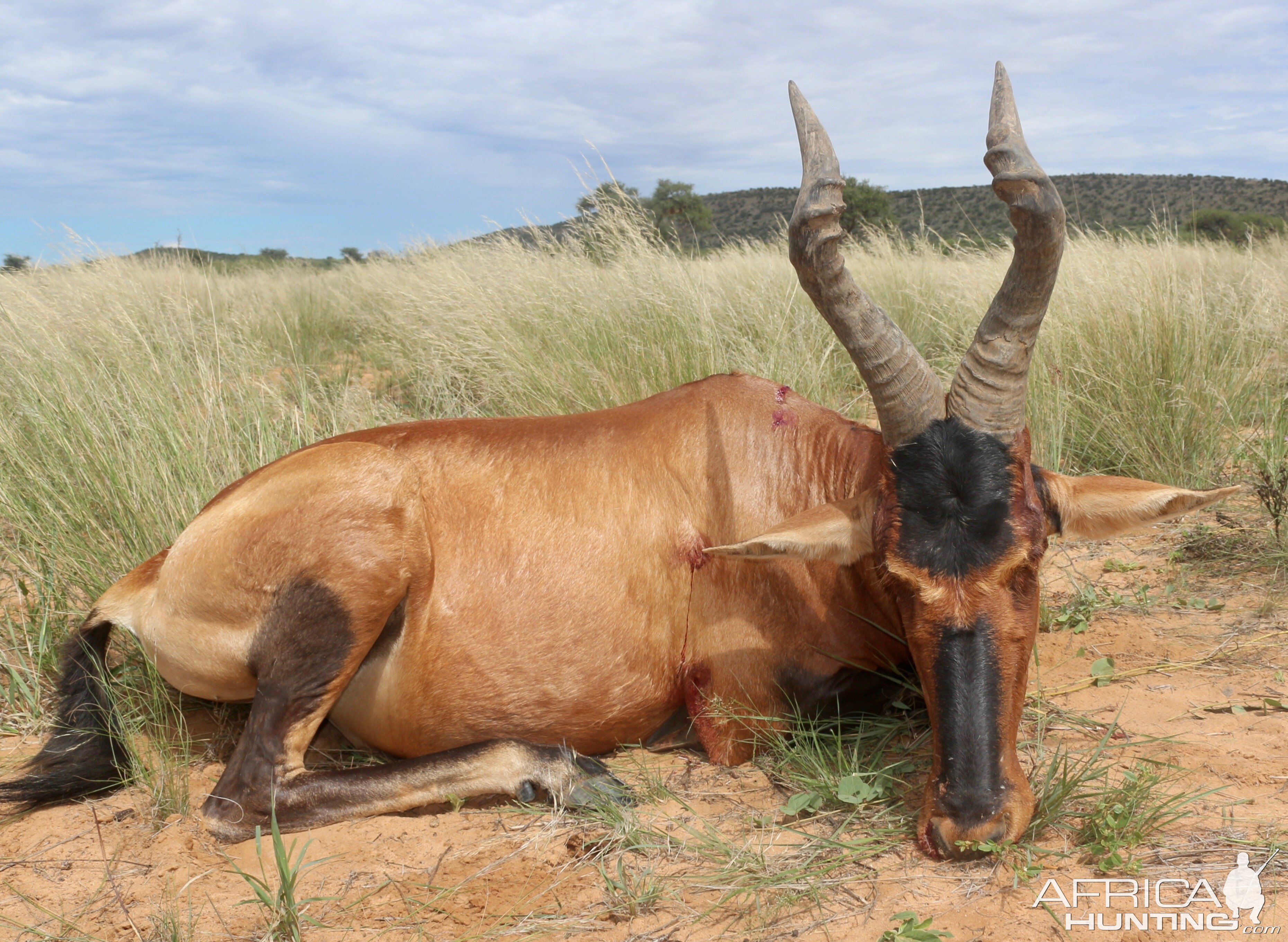 Hunting Red Hartebeest in Namibia