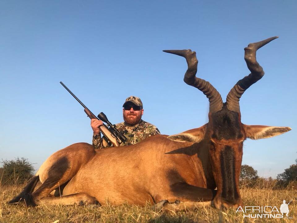 Hunting Red Hartebeest South Africa