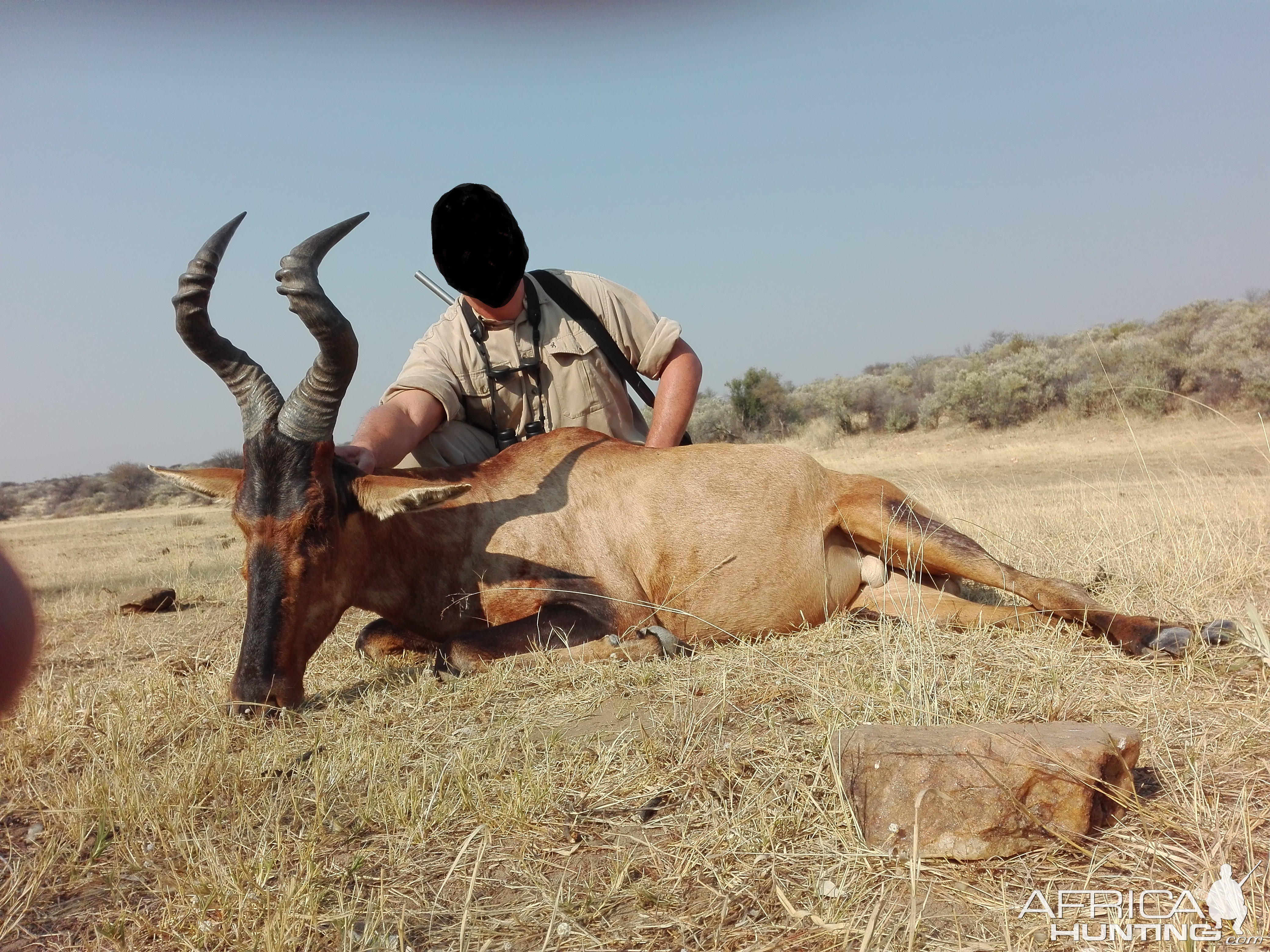 Hunting Red Hartebeest