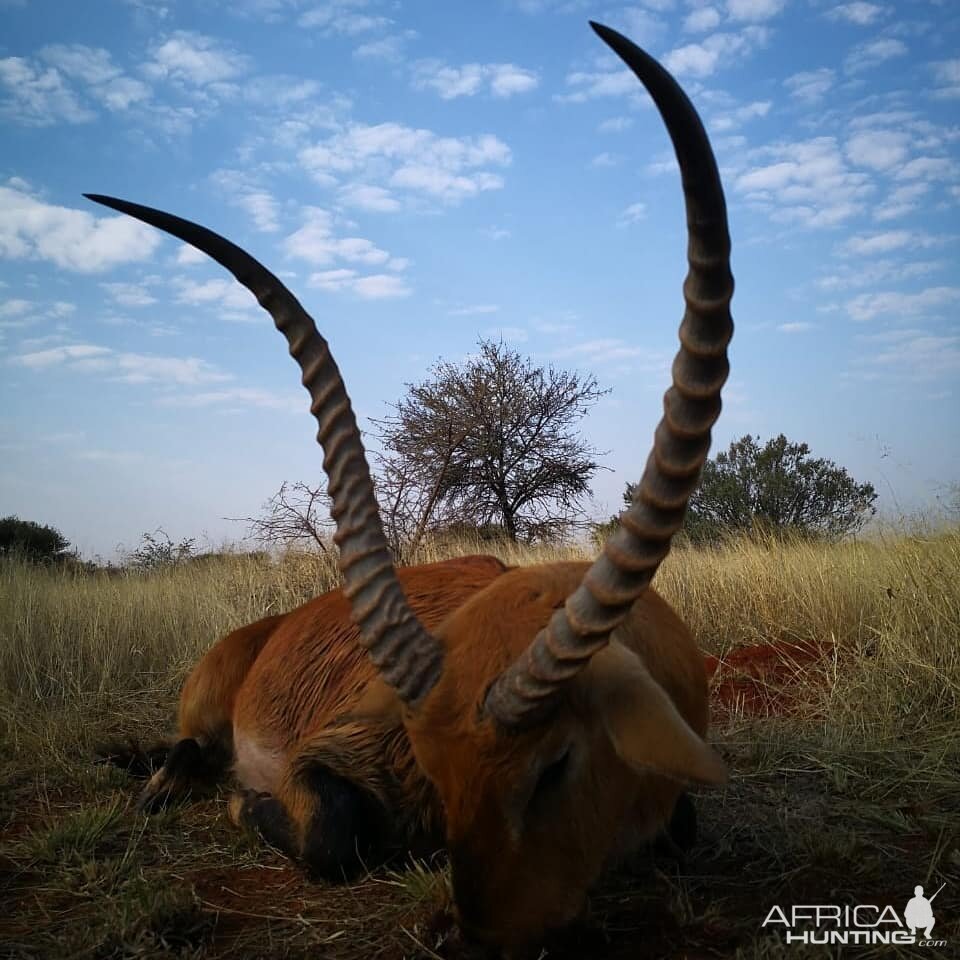 Hunting Red Lechwe in South Africa