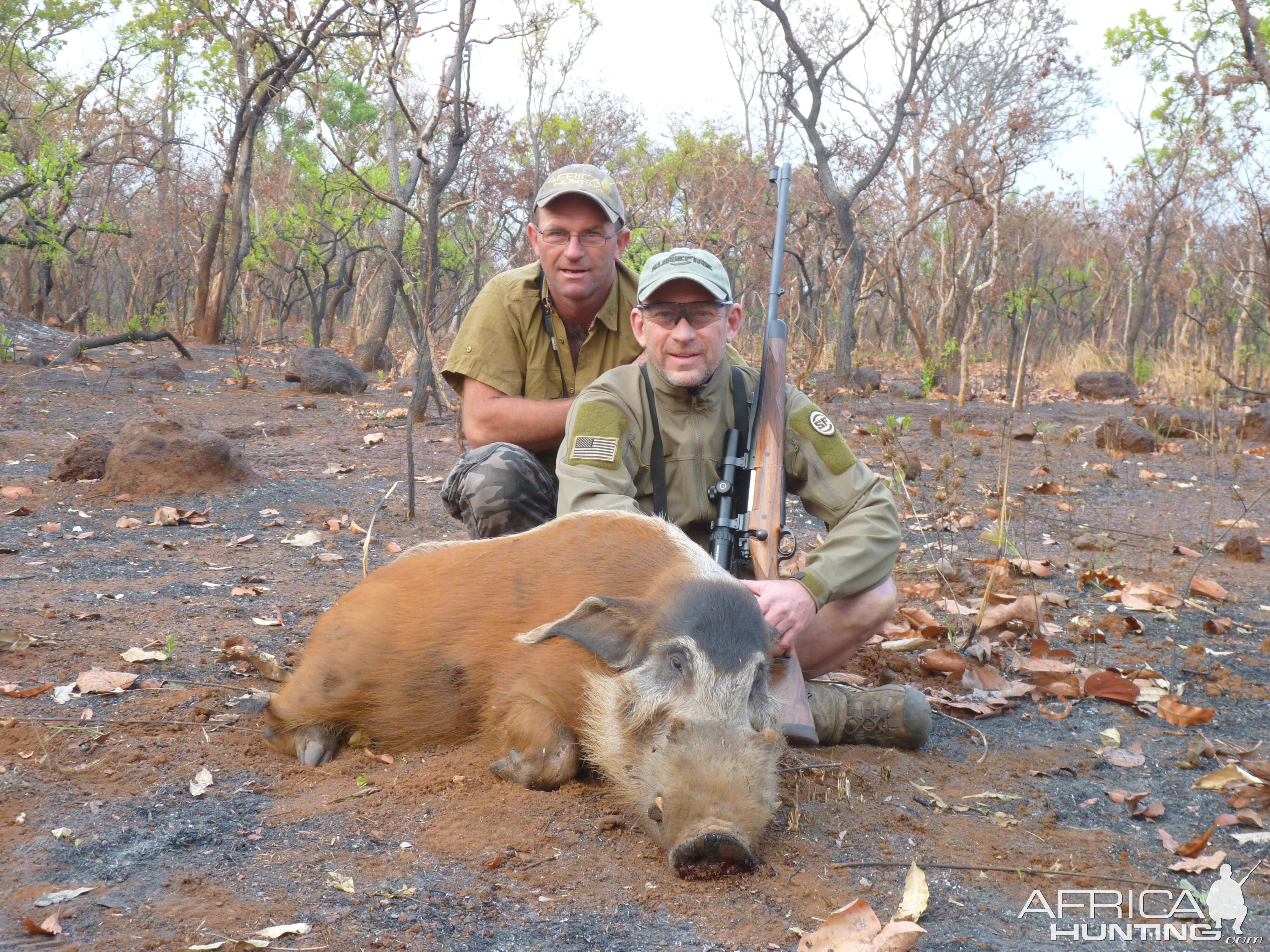 Hunting Red River Hog in Central African Republic