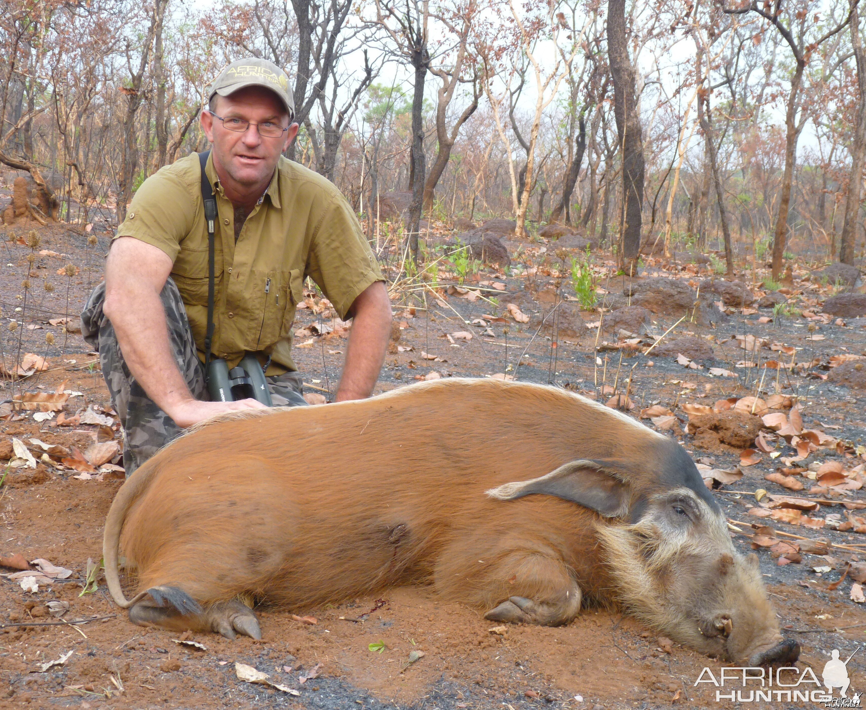 Hunting Red River Hog in Central African Republic