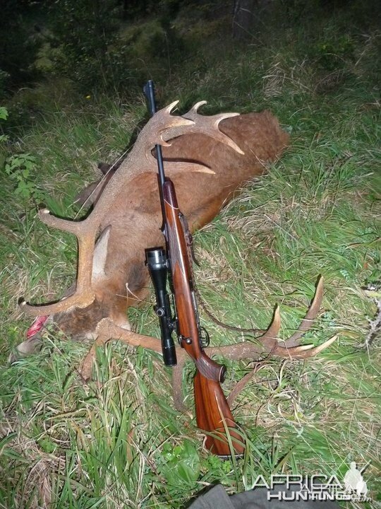 Hunting Red Stag in Bavaria