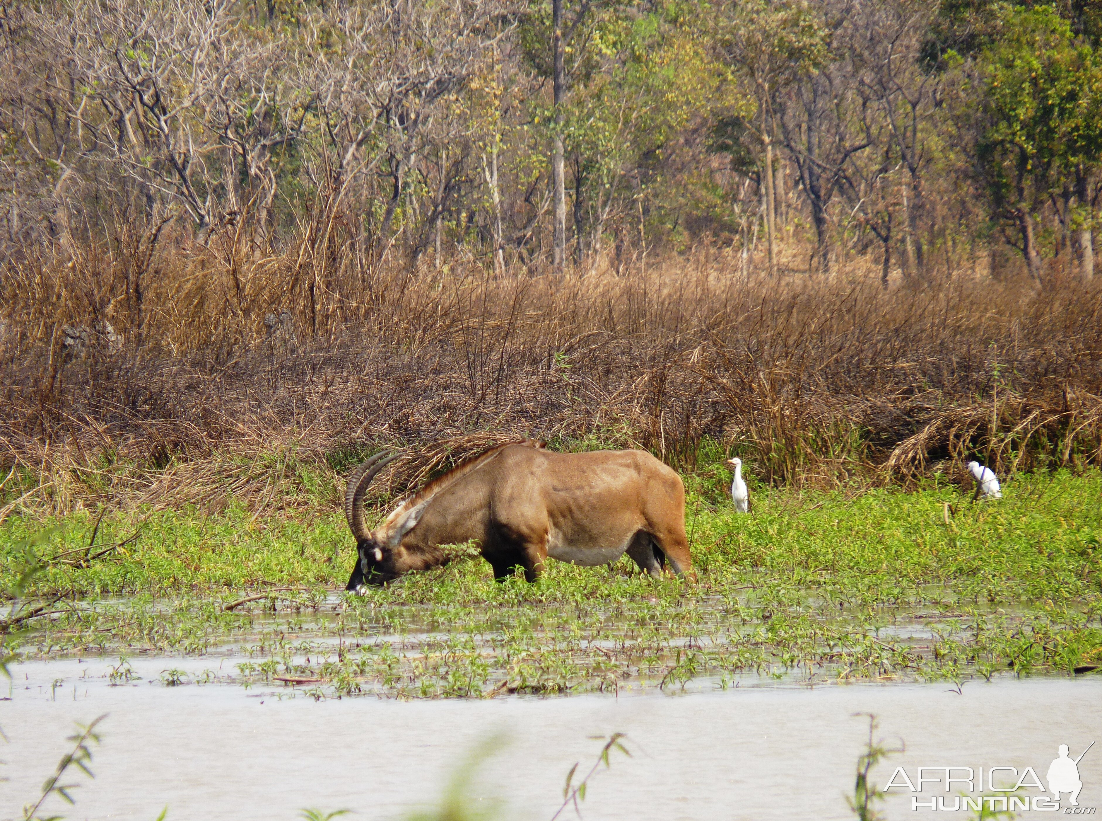 Hunting Roan in Central African Republic