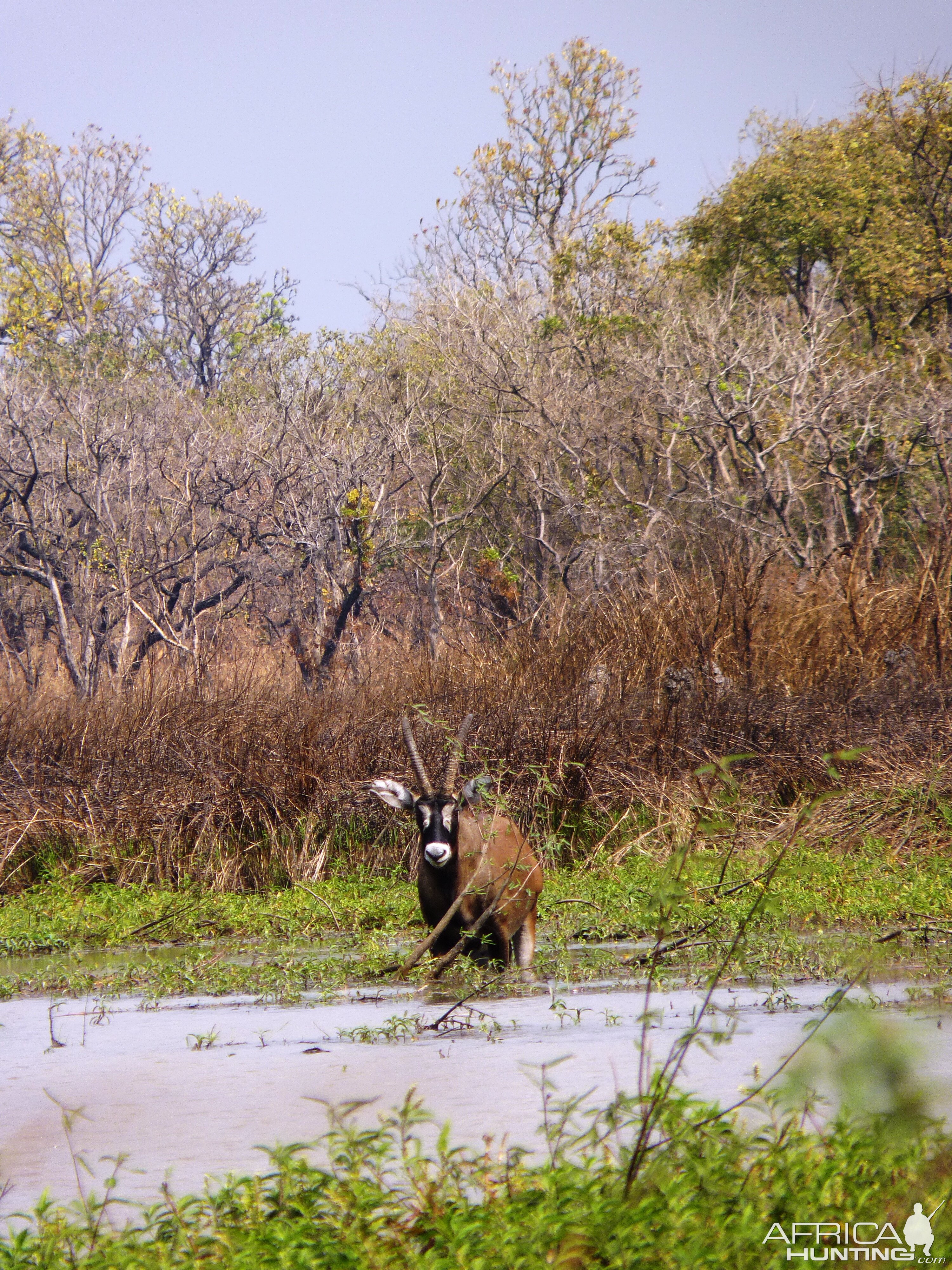 Hunting Roan in Central African Republic