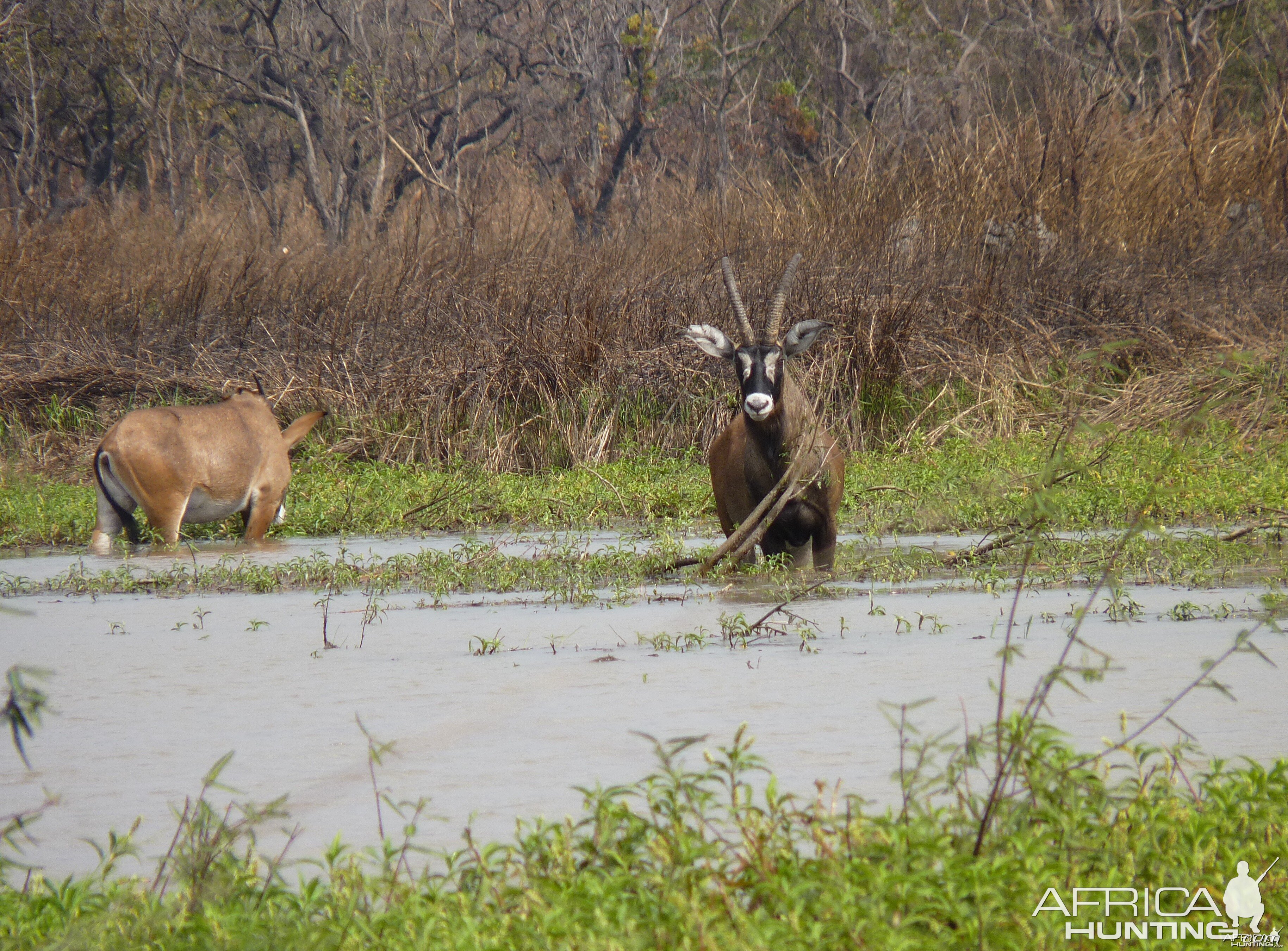 Hunting Roan in Central African Republic