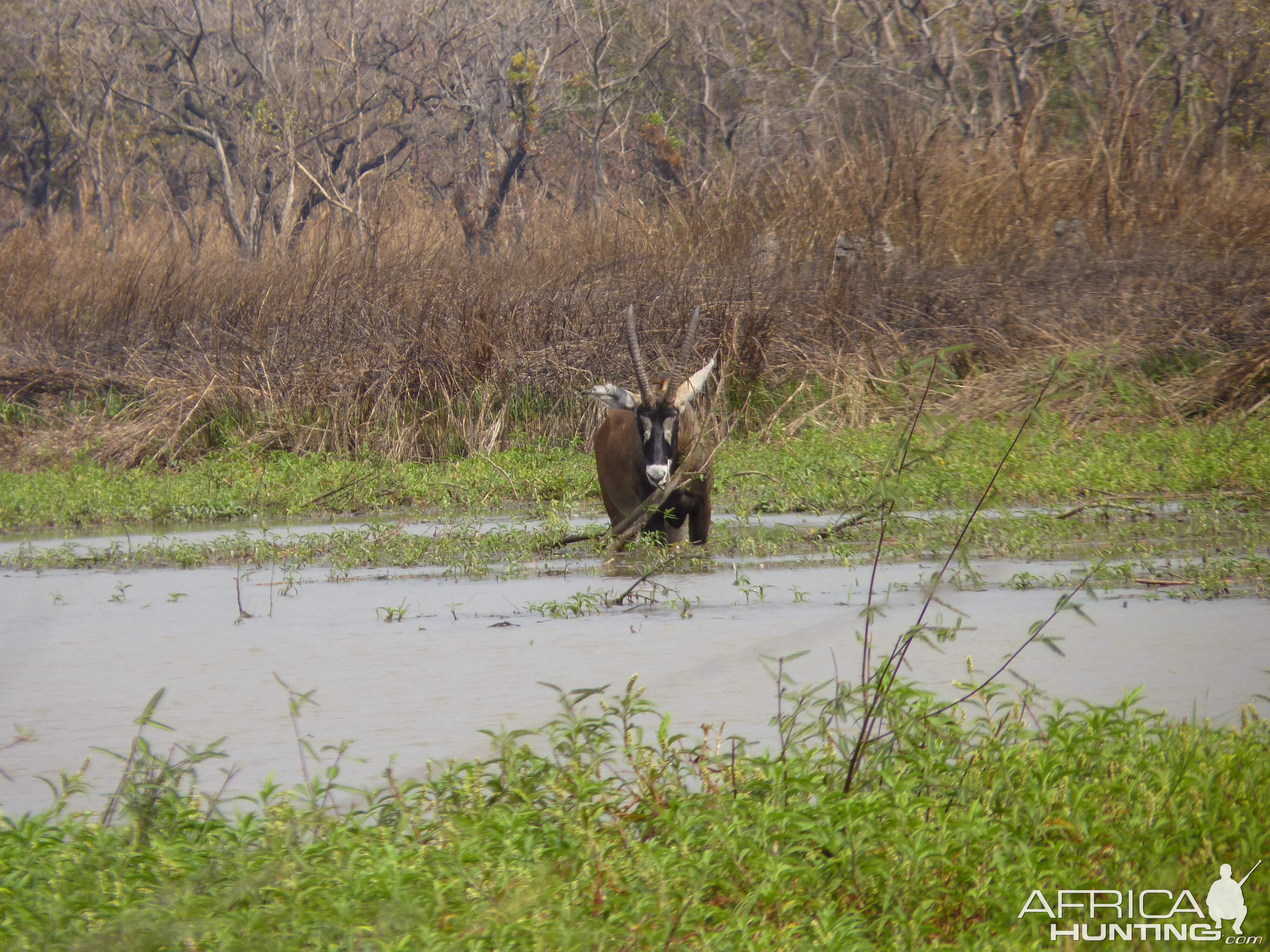 Hunting Roan in Central African Republic