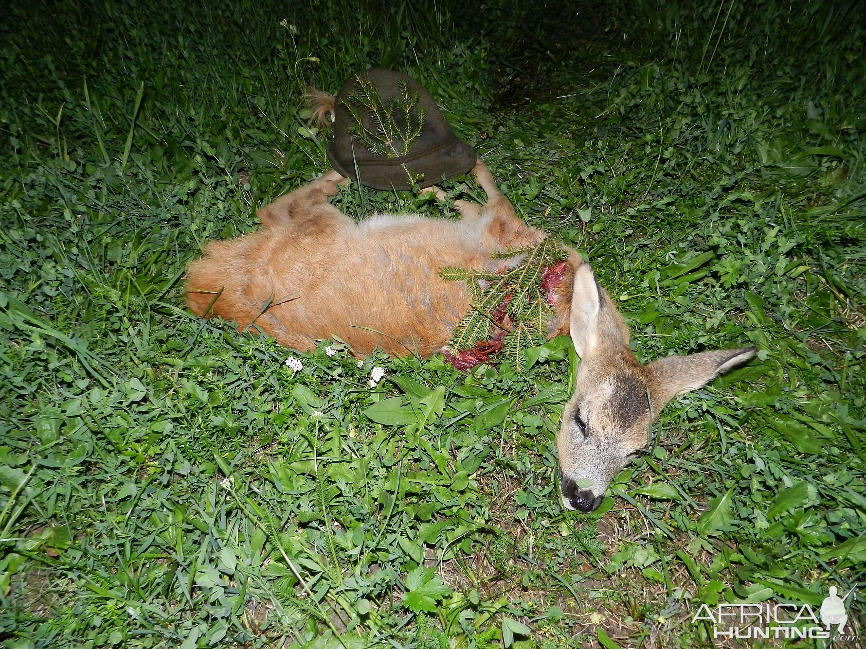 Hunting Roe Deer Slovenia