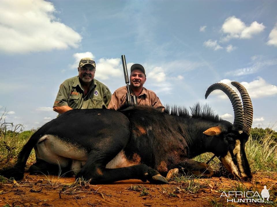 Hunting Sable Antelope in South Africa