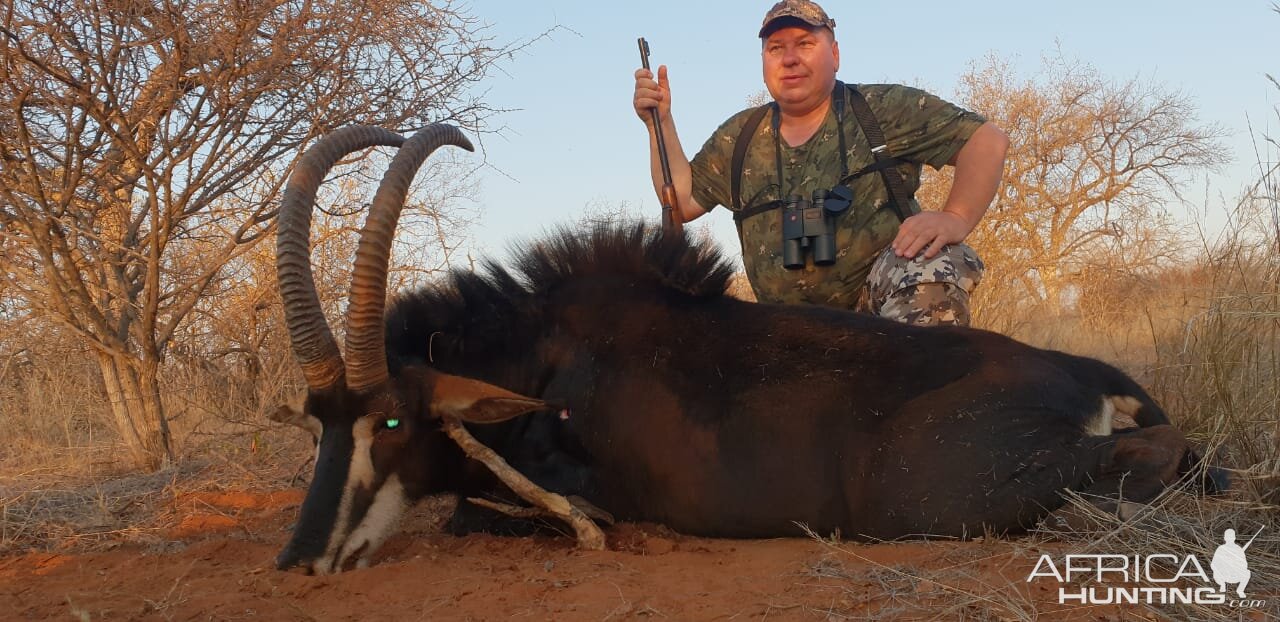 Hunting Sable Antelope in South Africa