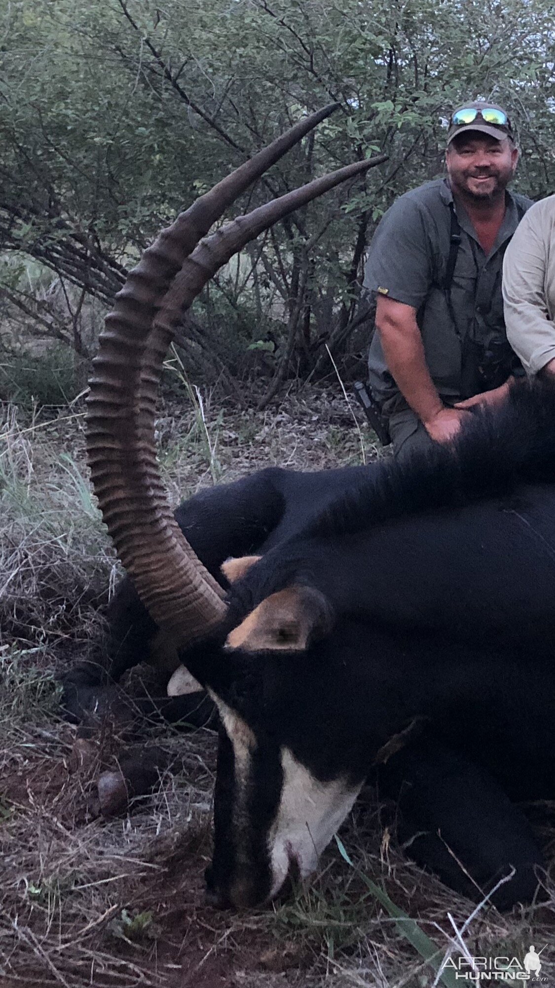 Hunting Sable Antelope South Africa