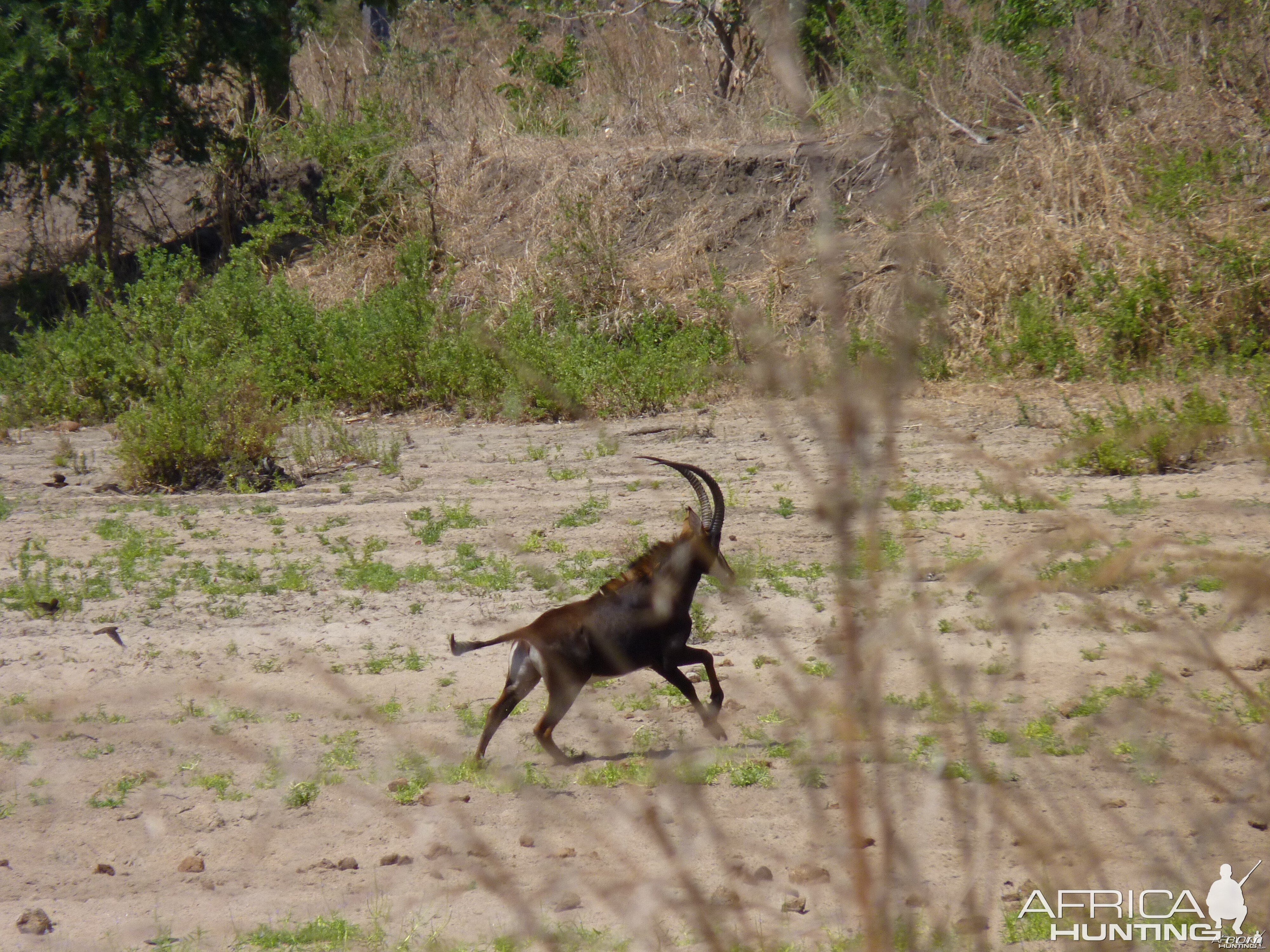 Hunting Sable in Tanzania