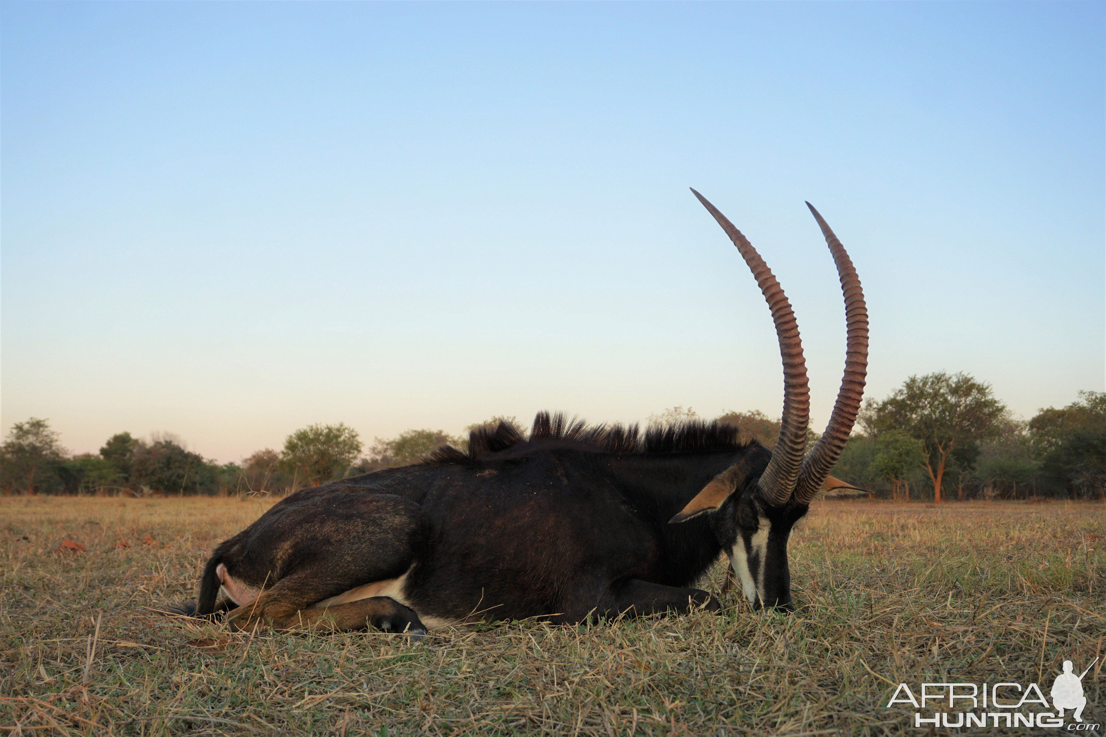 Hunting Sable in Zambia