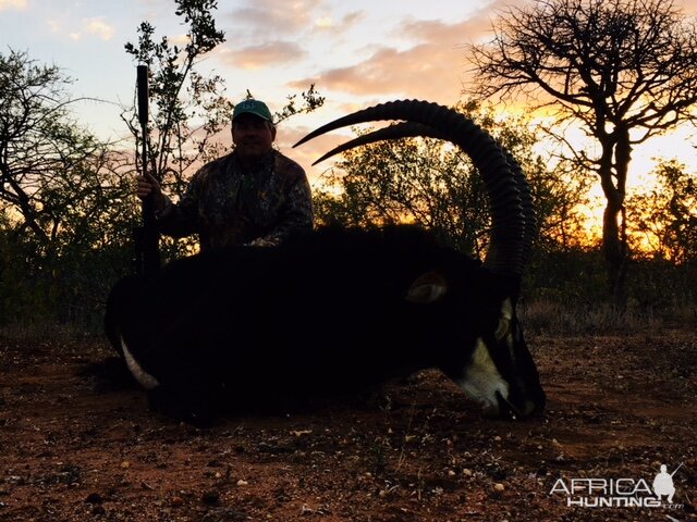 Hunting Sable South Africa