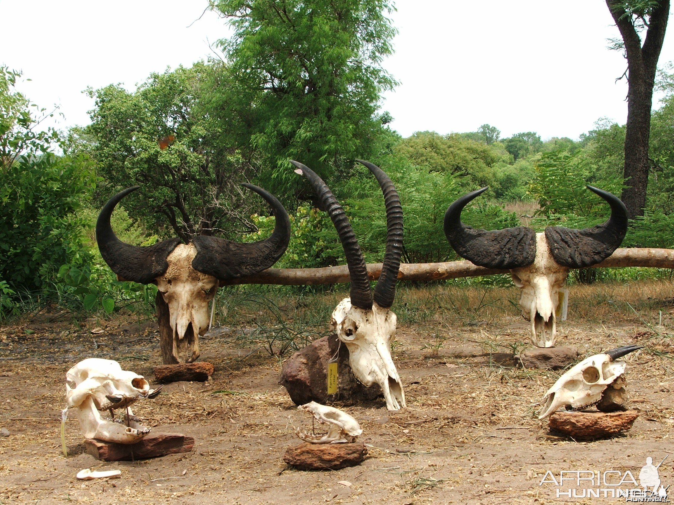 Hunting safari in CAR with Central African Wildlife Adventures