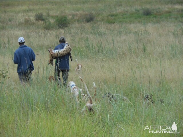 Hunting Serval Cat