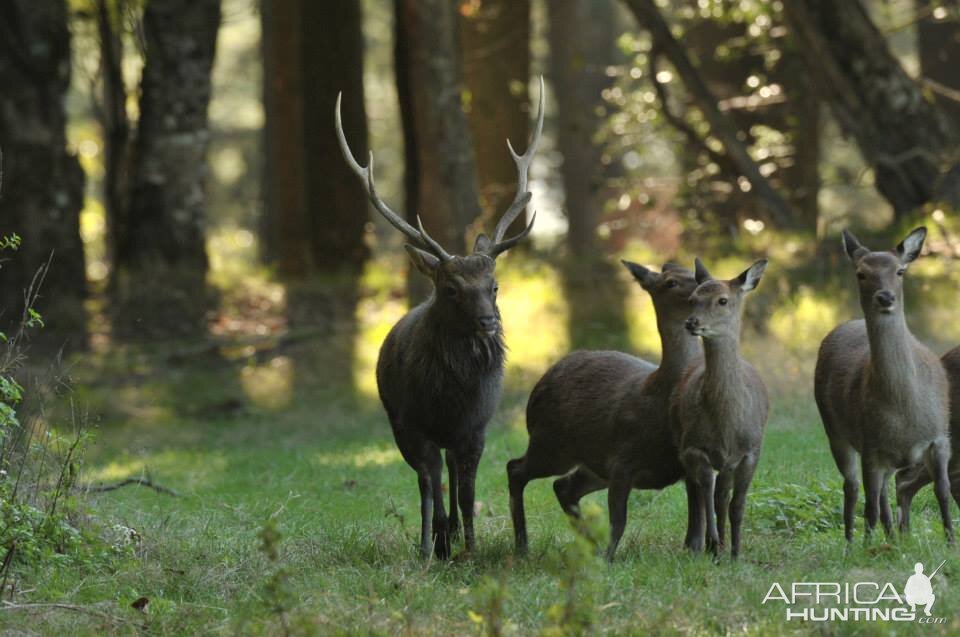 Hunting Sika Deer France