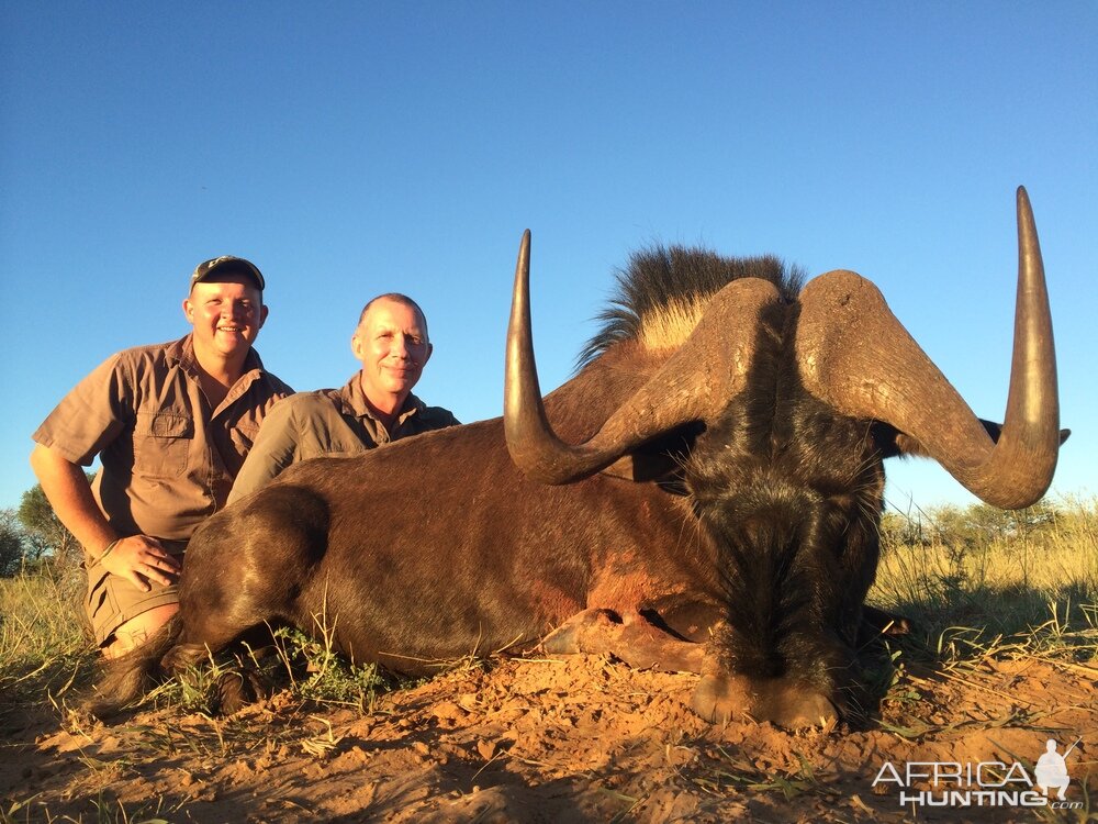 Hunting South Africa Black Wildebeest