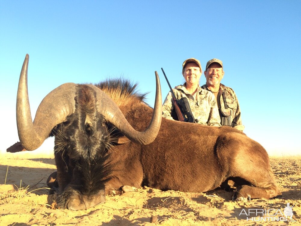 Hunting South Africa Black Wildebeest