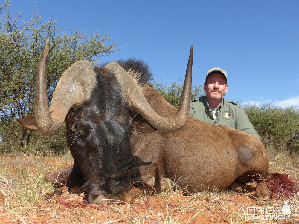 Hunting South Africa Black Wildebeest