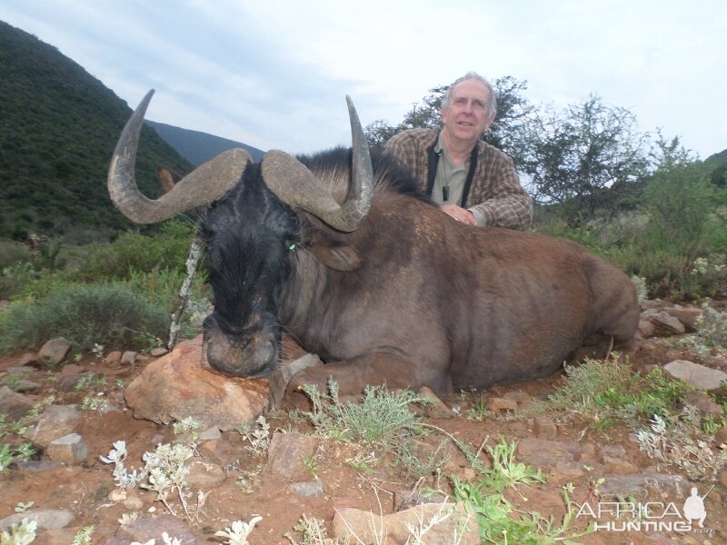 Hunting South Africa Black Wildebeest