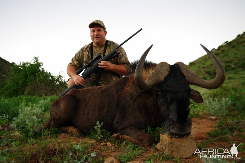 Hunting South Africa Black Wildebeest