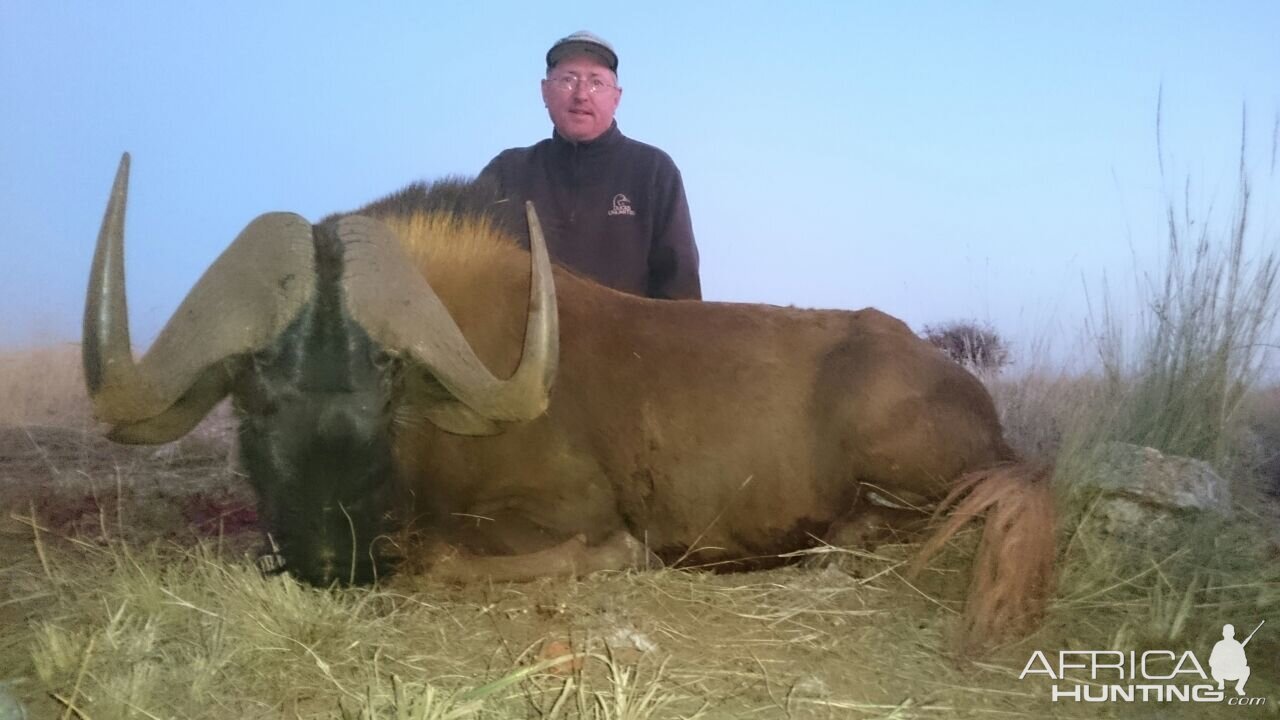 Hunting South Africa Black Wildebeest