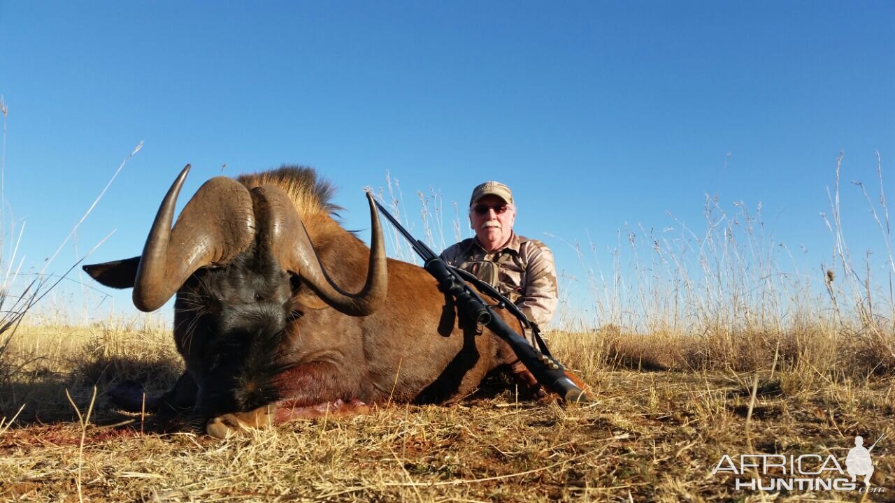 Hunting South Africa Black Wildebeest