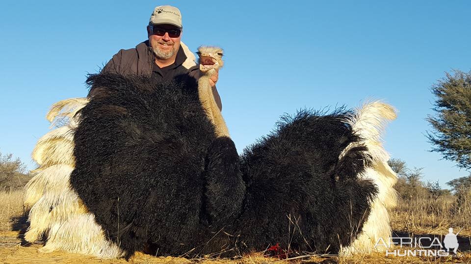 Hunting South Africa Ostrich