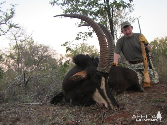 Hunting South Africa Sable Antelope