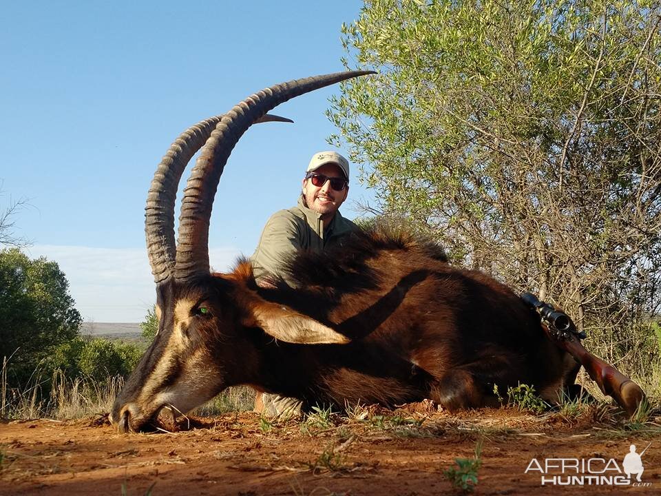 Hunting South Africa Sable Antelope