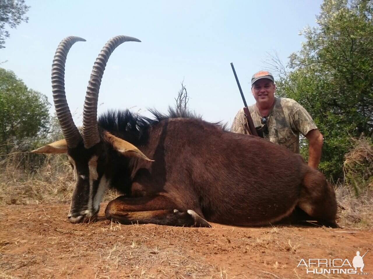 Hunting South Africa Sable Antelope