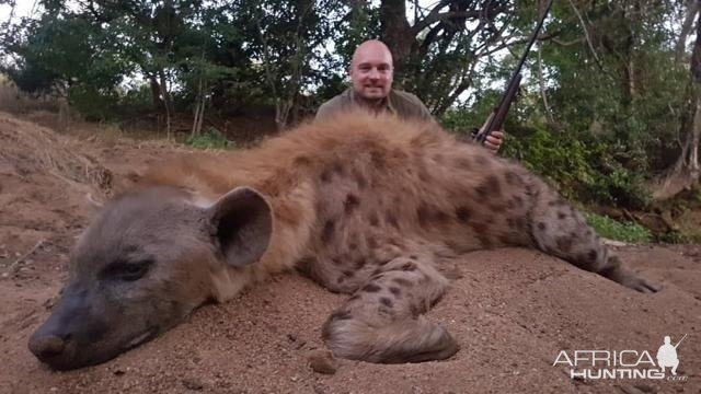 Hunting Spotted Hyena in Zimbabwe